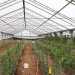 La serra del 42enne Francesco Misceo, che nell'agro di Terlizzi produce cannabis a norma di legge